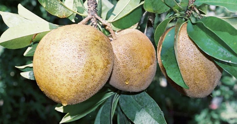 Receta de Gelatina de Chicozapote