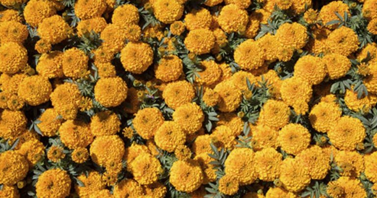 CEMPASÚCHIL, LA FLOR DE LOS MUERTOS