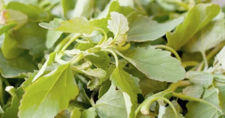 Hablemos de… los quelites