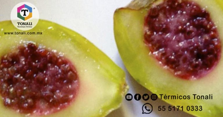 ¿Qué es el Xoconostle?